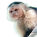 猿の社会 icon